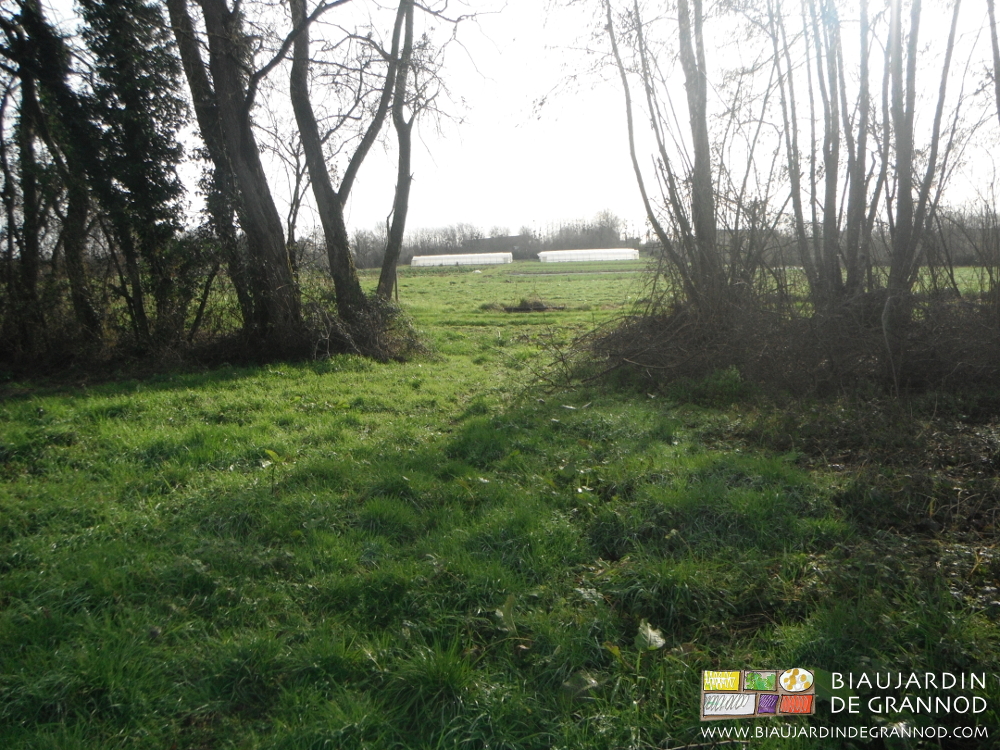 photo de la prairie humide qui longe notre jardin