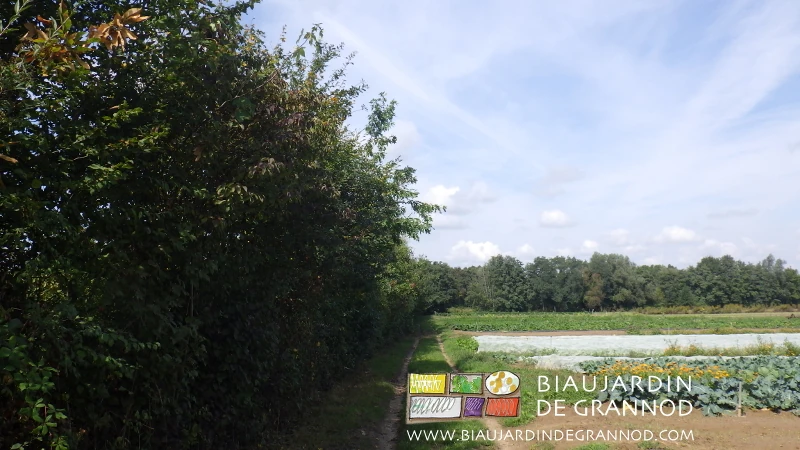 photo de la haie longeant le jardin plantation hiver 2006/2007