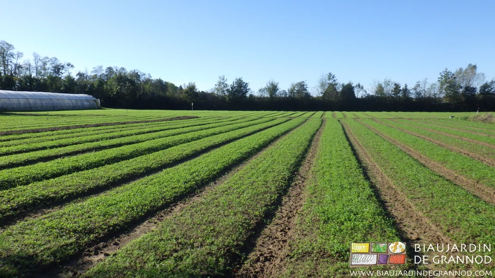 photo de planches d'engrais vert récemment semées