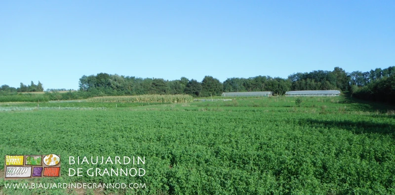 photo d'un bloc du jardin en engrais vert au fond tunnels et haies bocagères