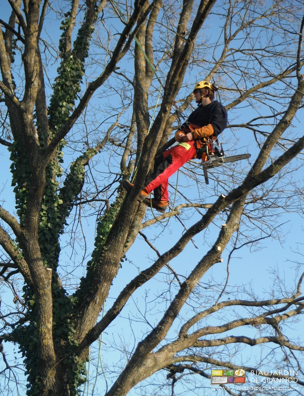 photo d'élagage en hauteur d'un chêne en grimpe avec harnais par Benjamin