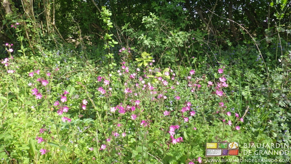 photo de végétaux ligneux, herbacés, fleuris, le long d'une haie