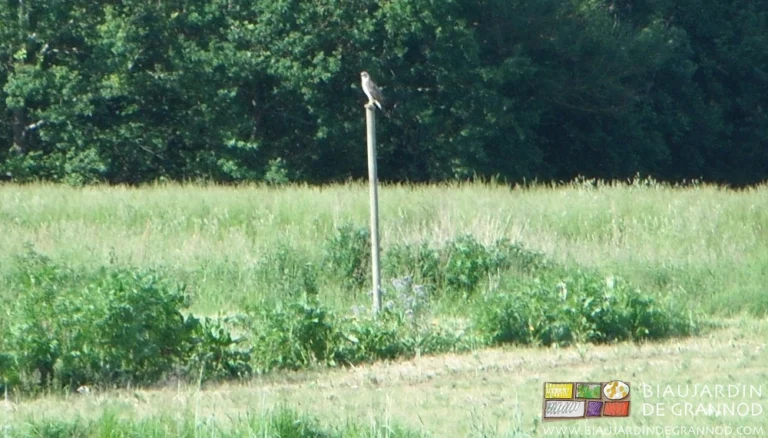 photo d'une bande fleurie avec une buse guettant sur un piquet