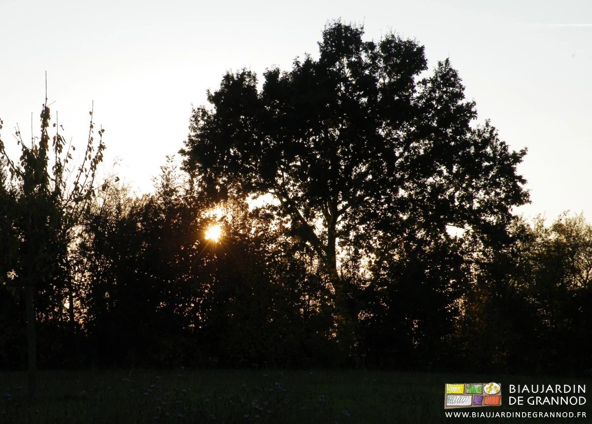 photo de soleil de fin de journée derrière un des gros chênes de nos haies conservées