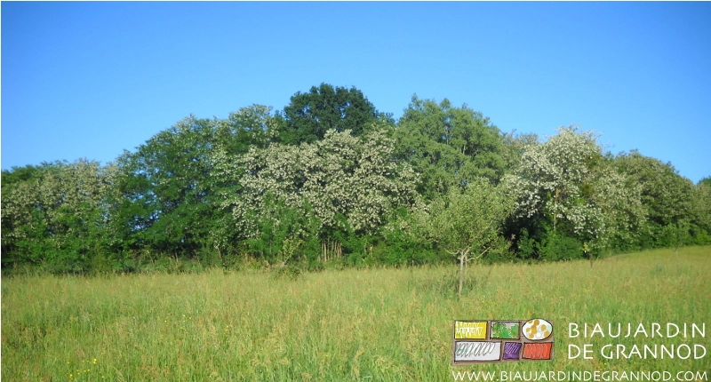 photo du bois d'acacia en floraison