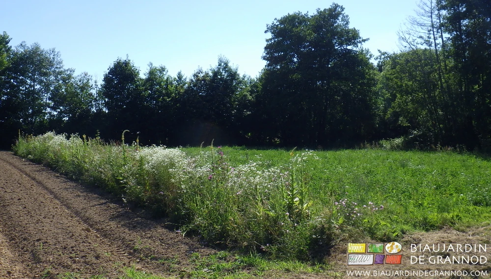 photo d'une bande fleurie longeant un engrais vert pluriannuel diversifié