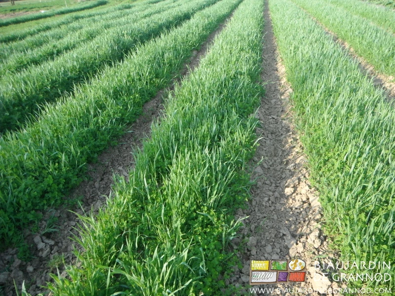 photo d'engrais vert hiverné avec allées permanentes binées