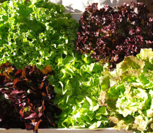 assortiment de laitues et batavias vertes et rouges