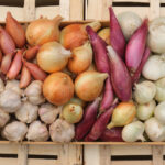 phooto de diverses variétés d'ail oignon et échalote