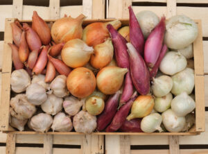 phooto de diverses variétés d'ail oignon et échalote