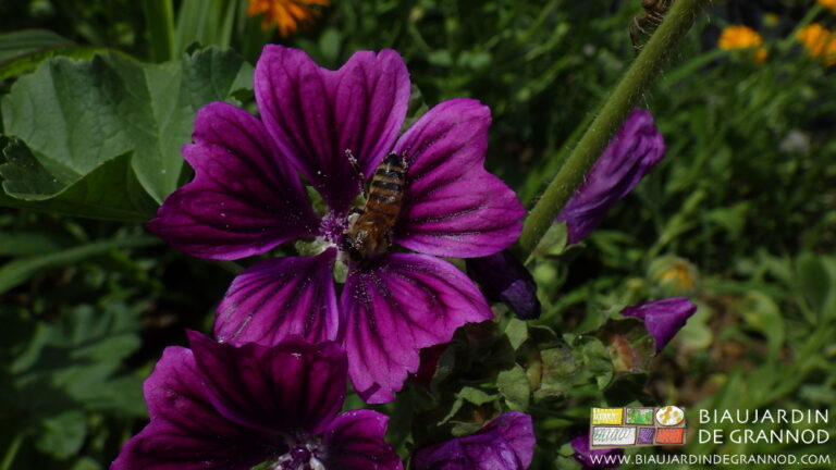 photo de butiange d'une mauve éclose