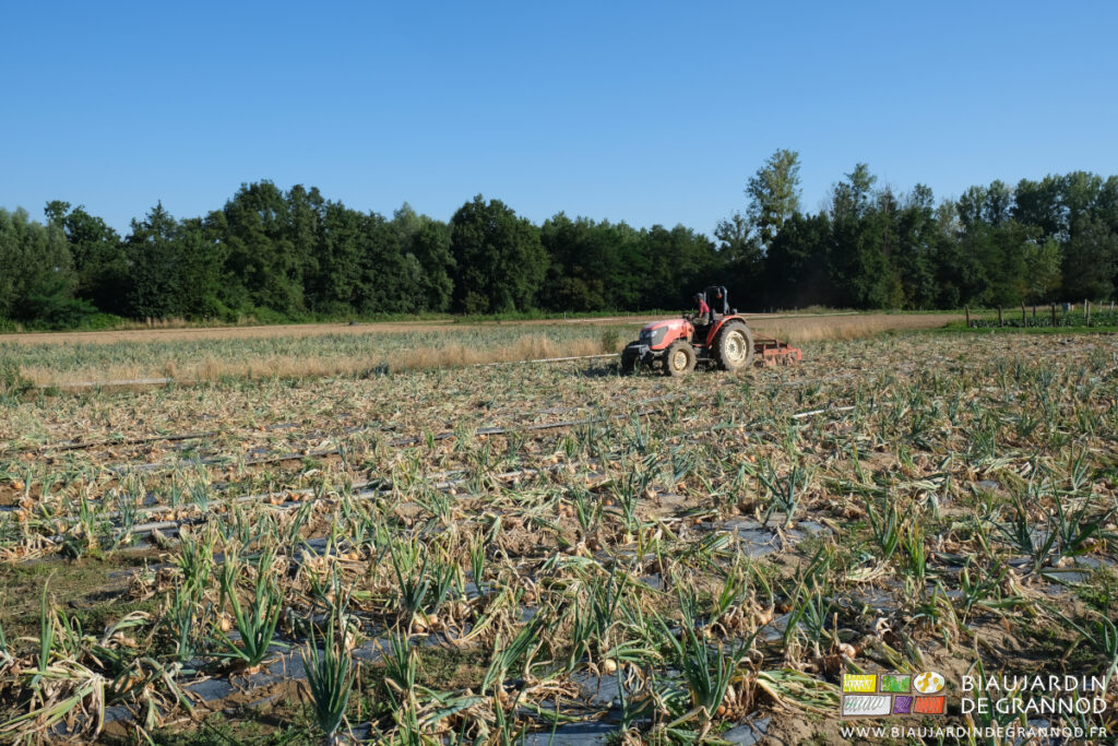photo de tracteur et arracheuse dans les carrés d'oignon