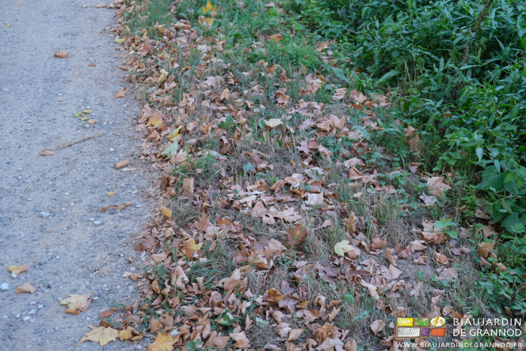 photo de feuille morte sur notre chemin
