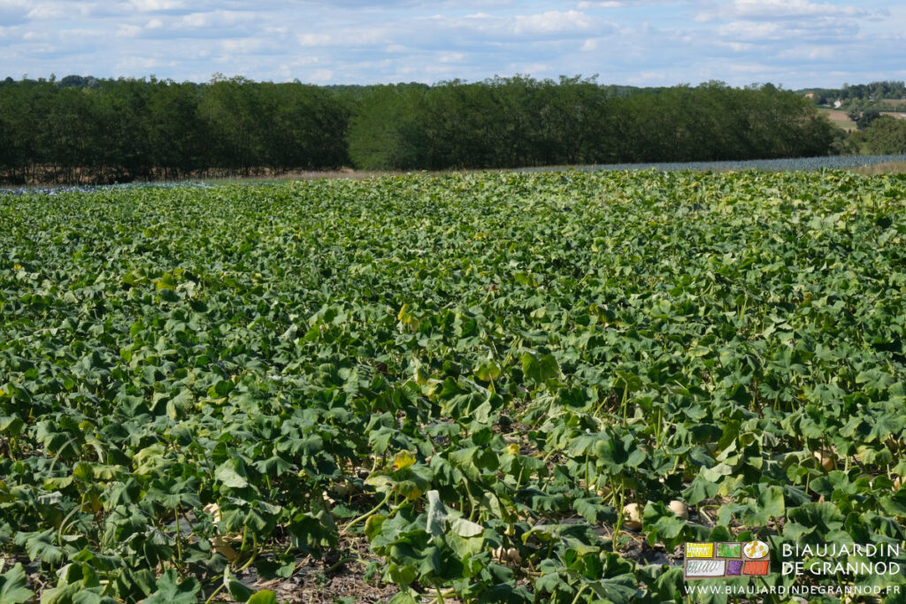 photo du carré de courge les feuilles tombantes