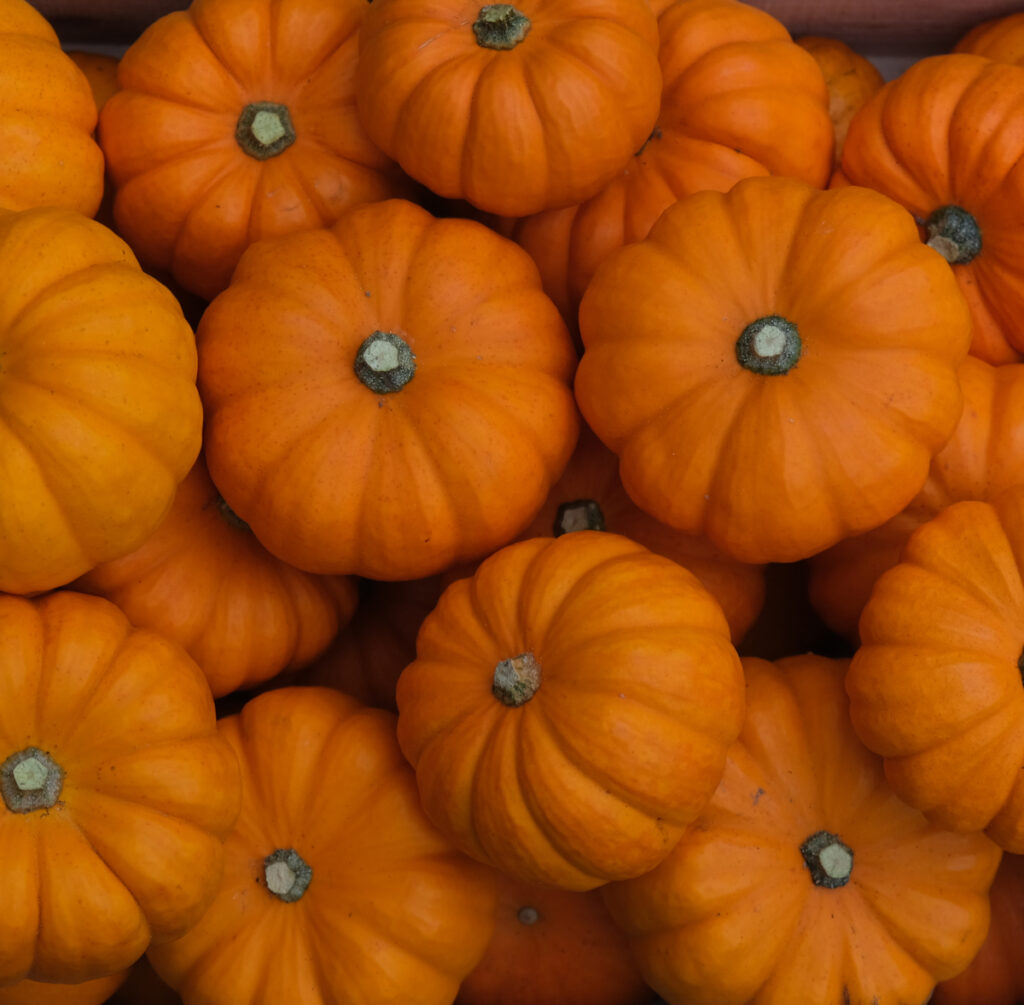 photo de courge Jack Be little d'un orange intense