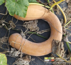 photo de courge longue de Nice en forme de paranthèse et couleur purée de noisette