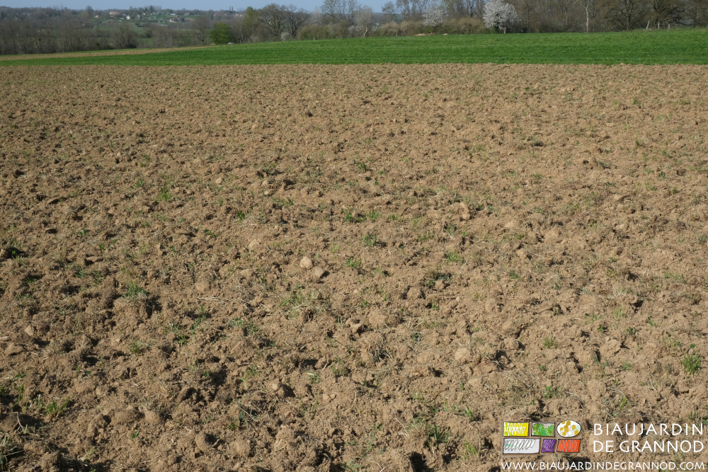 photo du déchaumage aéré d'engrais vert pluriannuel avant de monter les planches permanentes