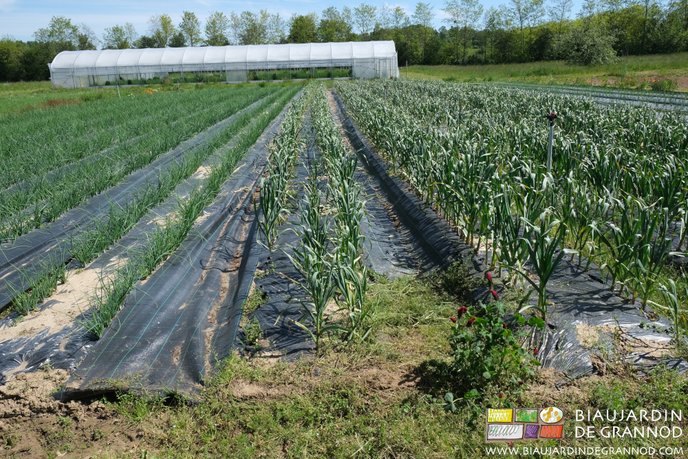 photo de nos essais comparatif de la densité de plantation d'ail 