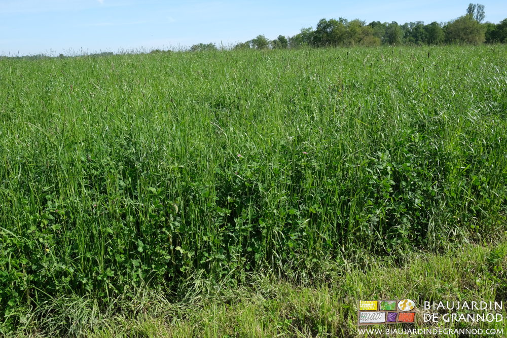 photo d'un très bel engrais vert pluriannuel