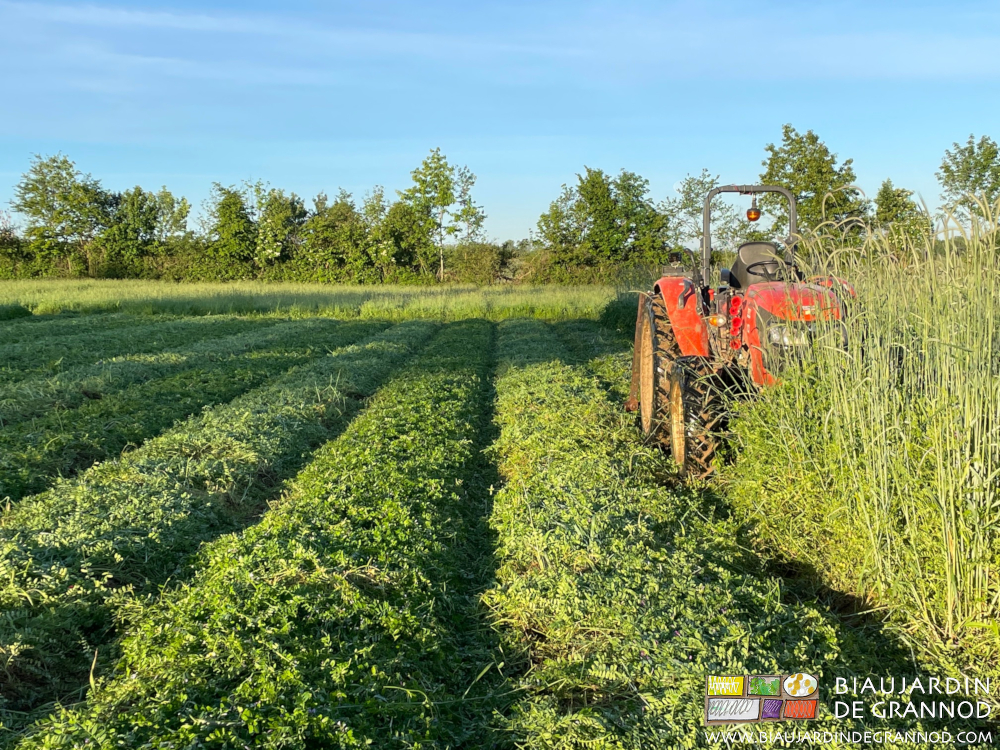 photo du tracteur dans un engrais vert à hauteur du capot
