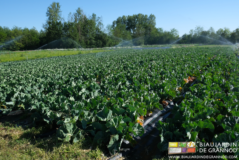 photo d'un joli carré de chou fleur sous ciel bleu