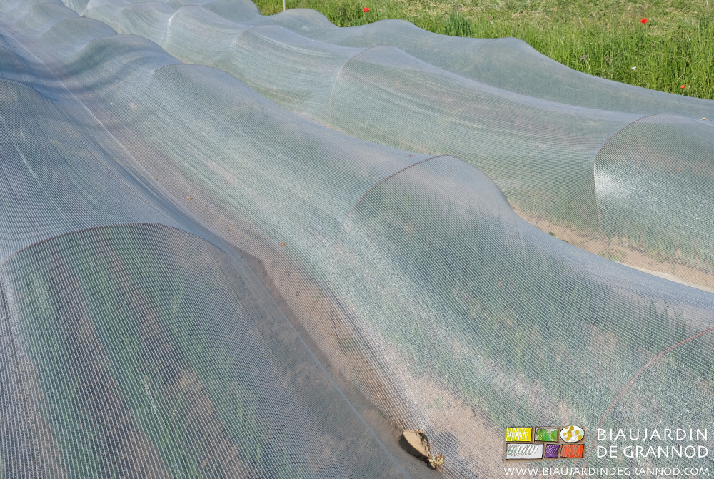 photo de pépinière de poireau protégée des insectes piqueurs par un voile tissé