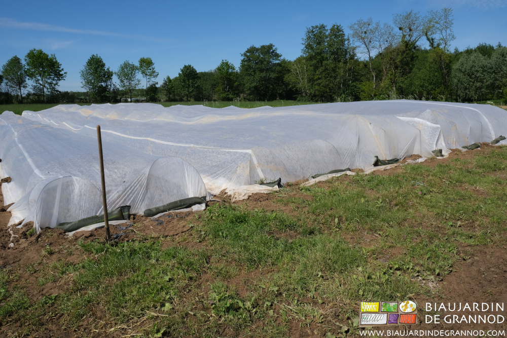 photo du carré& aubergine poivron couvert de filet posé sur arceau chenille