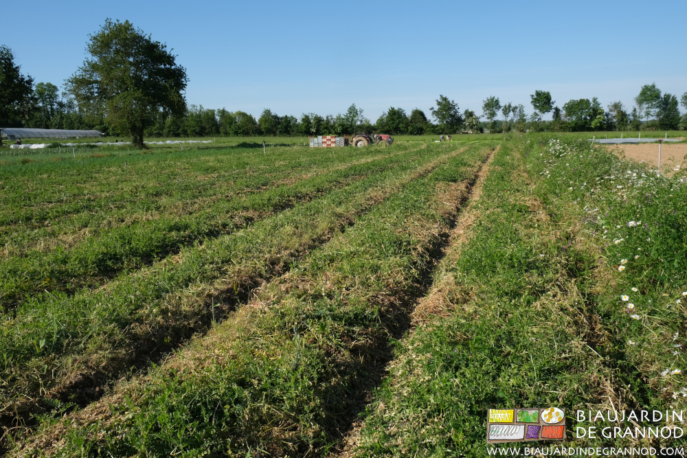 photo de seigle vesce couché avec redémarrage de vesce dans le pailliscouché