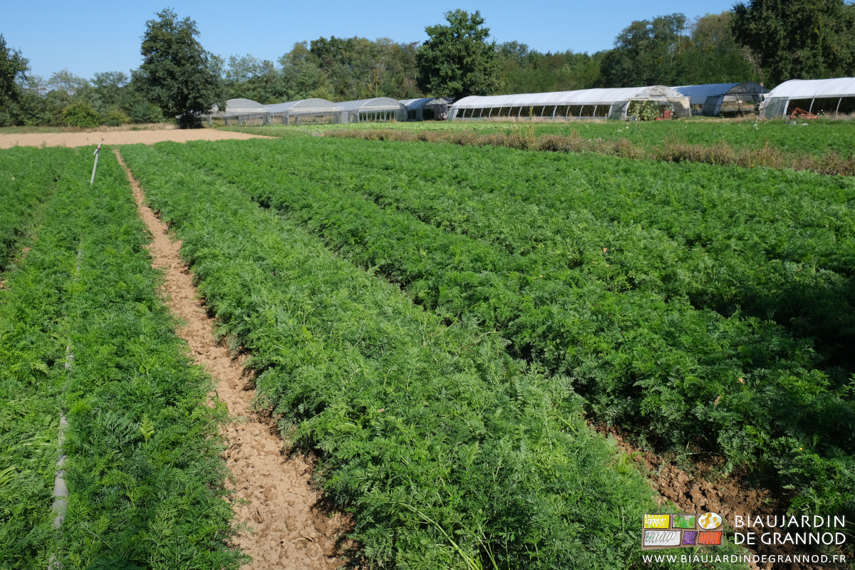 photo des planches bien vertes et sans adventices dans le carré de carotte