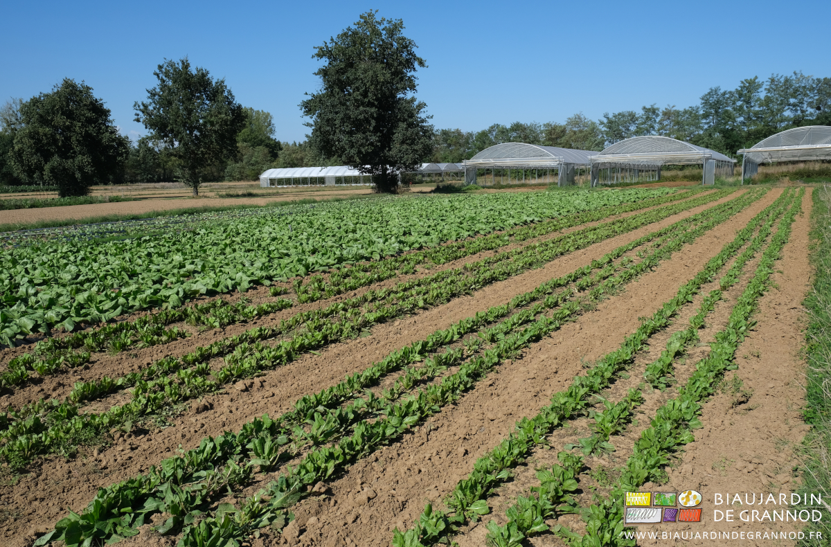 photo du semis de chicorée rouge et des repiquages de pain de sucre dans leur carré
