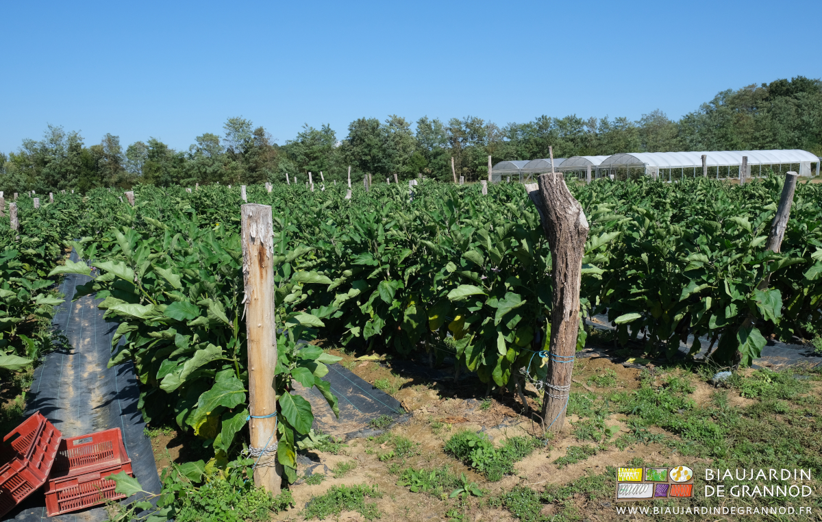 photo du carré d'aubergine ramées avec fils sur piquet acacia