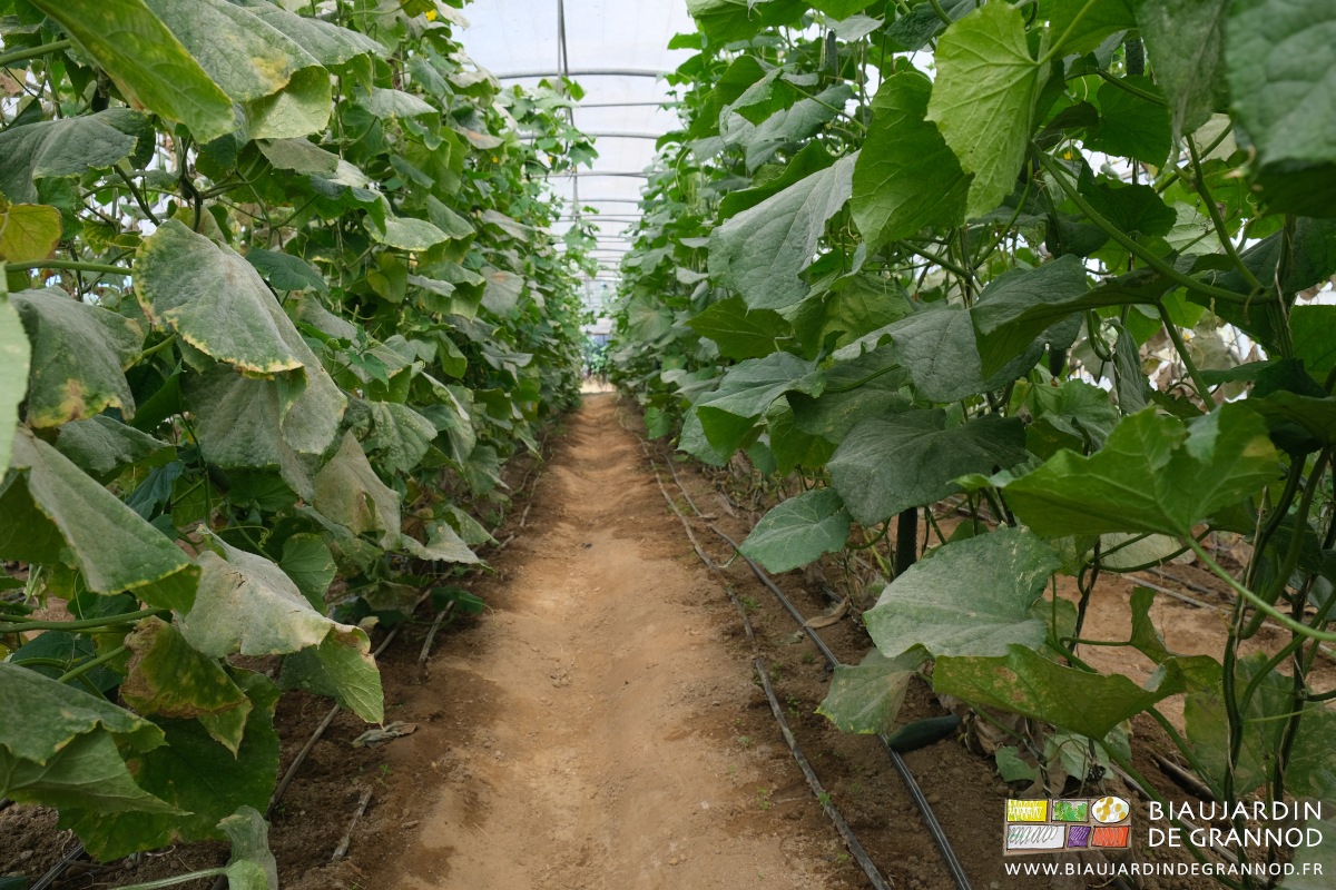 photo de tunnel de concombre sur sol biné arrosé au goutte à goutte bas débit