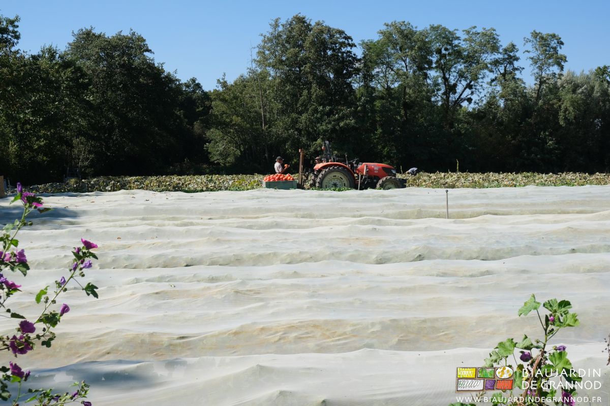 vue d'ensemble d'une bio productive entre bande fleurie et bocage 