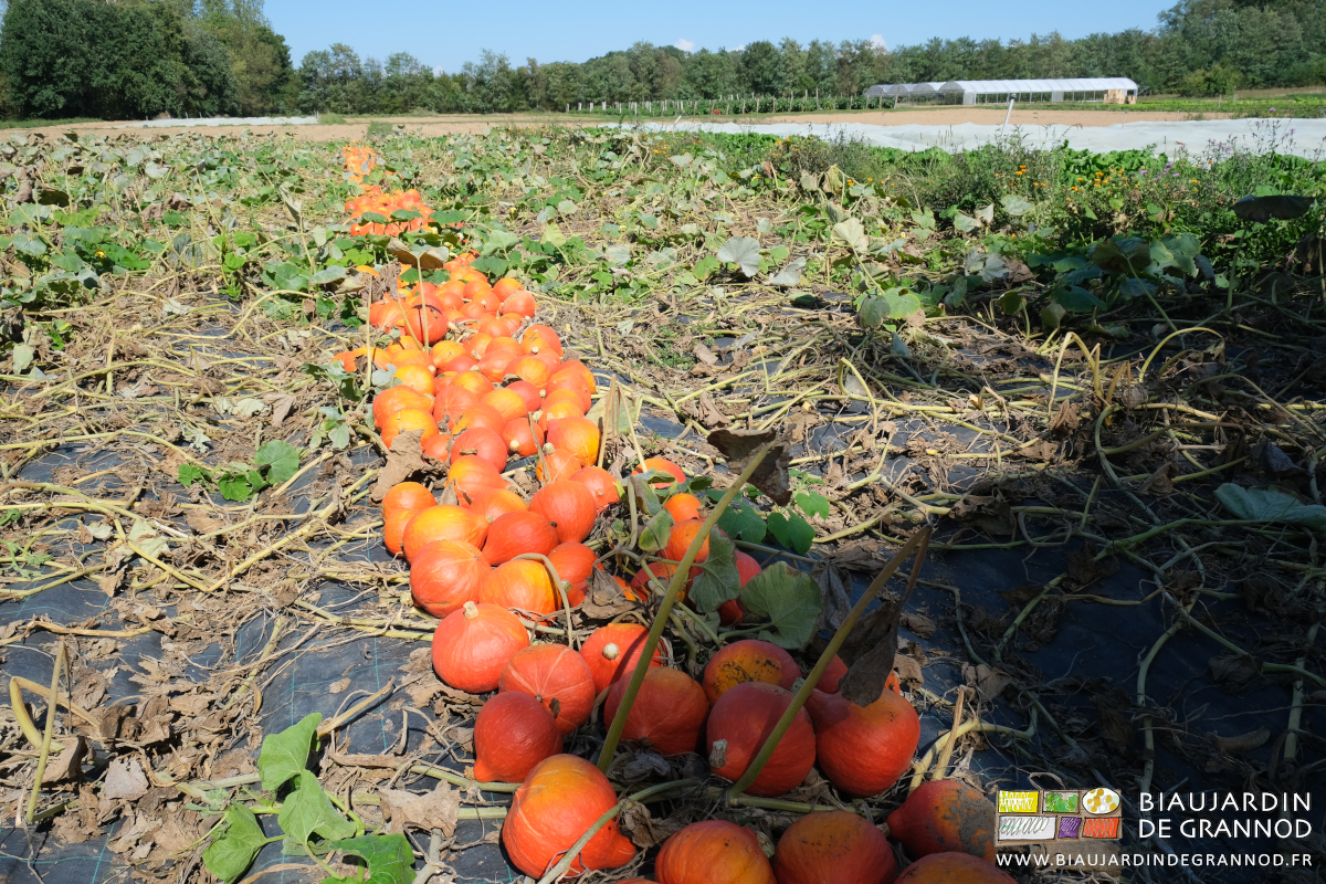 photo du carré de courge avec kles potimarons orange alignés