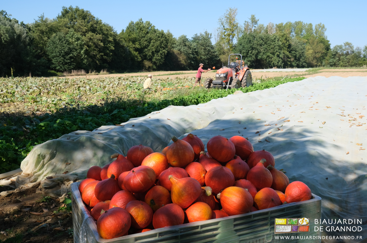 photo de la manipulation des potimarons pour les ranger en palox