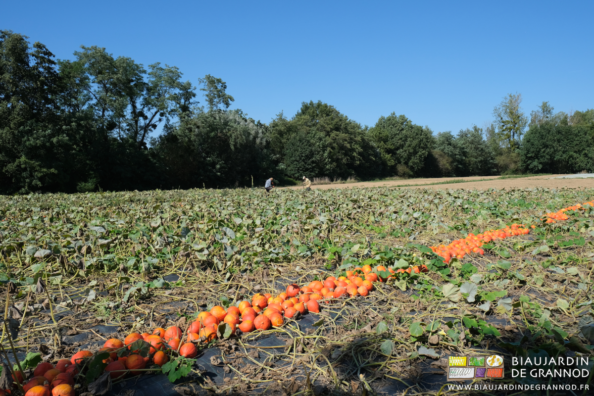 photo de récolte et aligment de potimaron orange