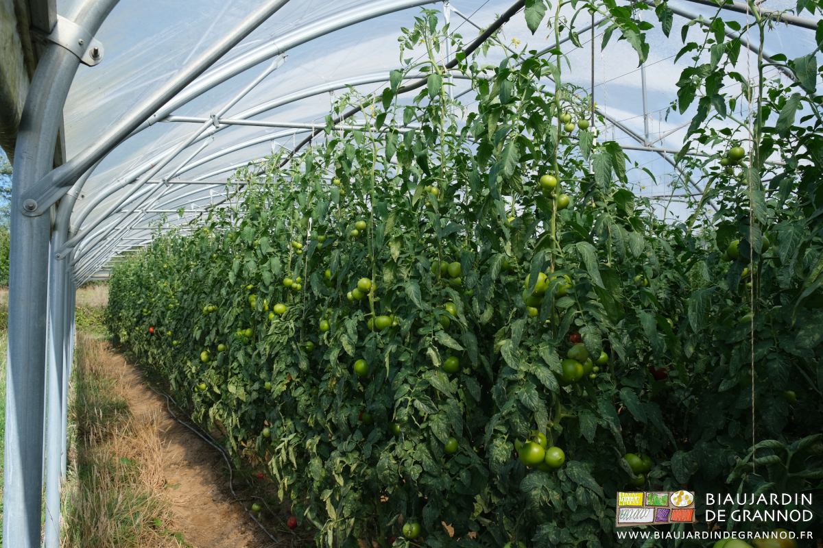 photo de tomate tardive sous tunnel bien garnie de fruits prêts à mûrir