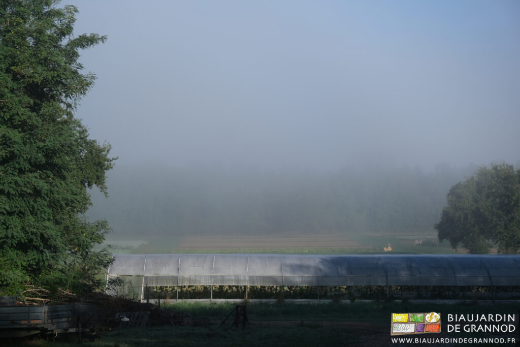 photo du jardin provisoirement et complètement dans la brume