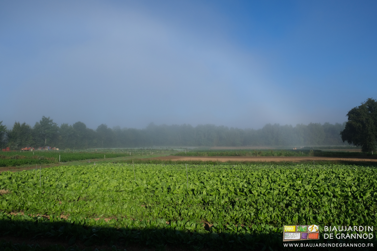 photo ensoleillée du jardin avec la brume en train de s'en aller