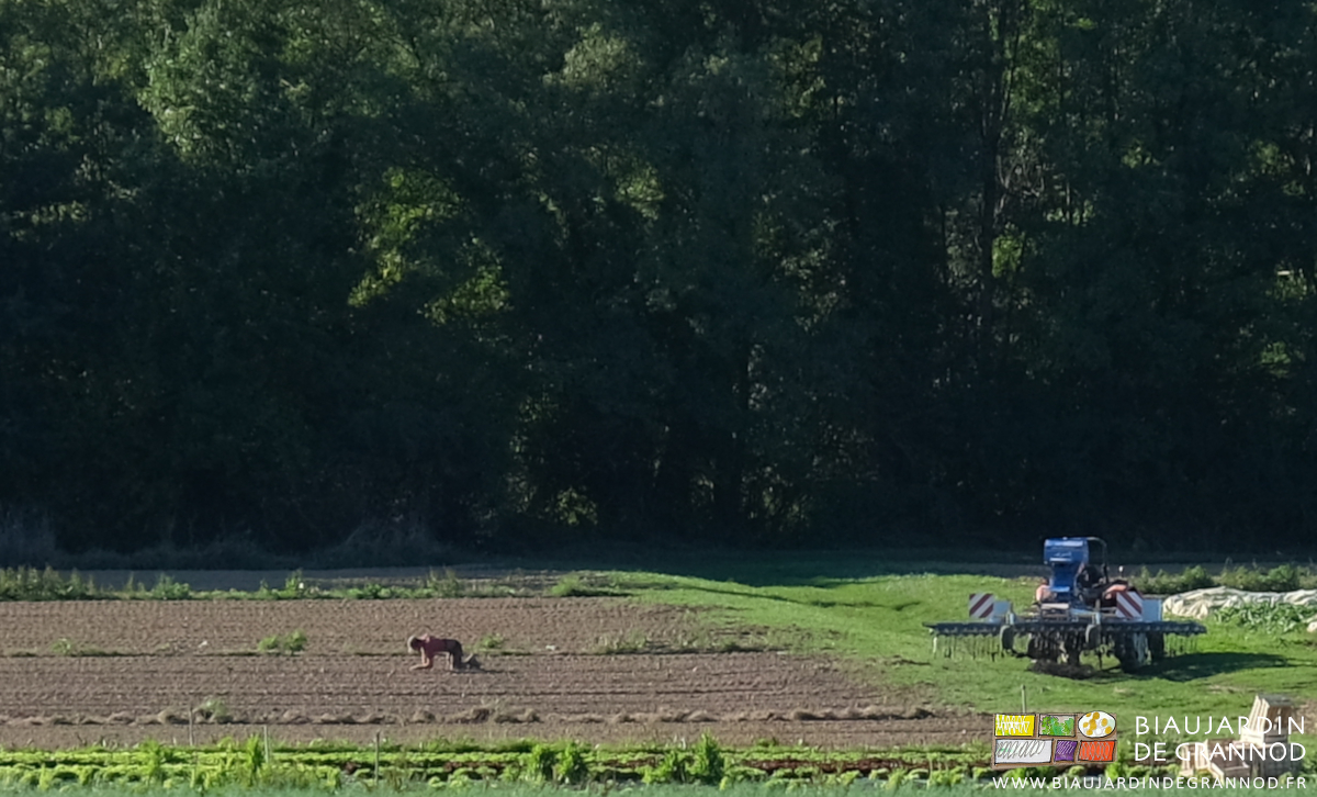 photo de Matthieu à genoux qui gratte pour voir les graines et leur espacement