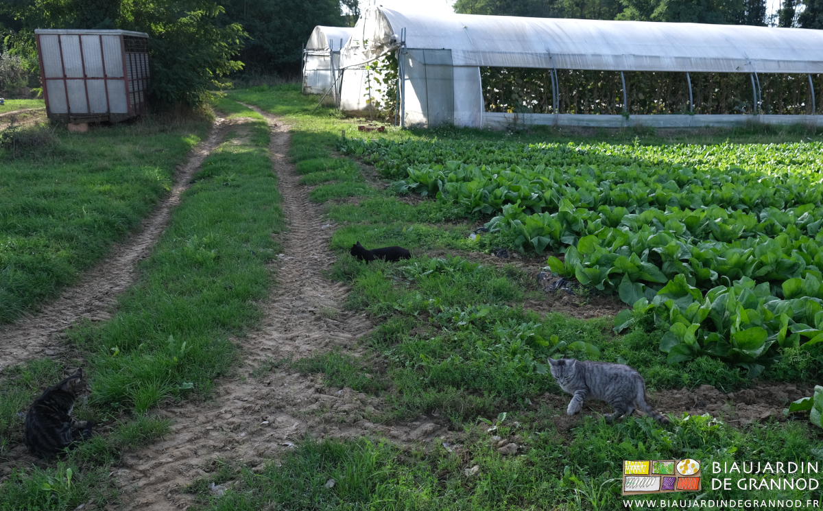 photo de nos 3 chats de jardin dans le carré de pain de sucre