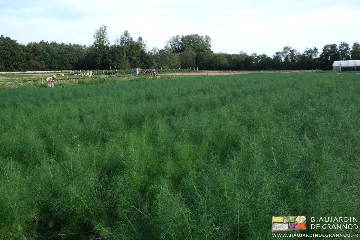 photo d'ensemble du carré de fenouil