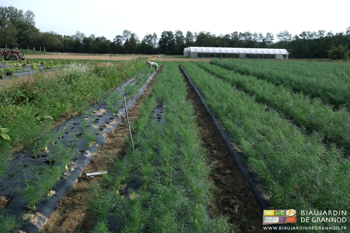 photo d'installation de pièges dans une panche de fenouil bien ravagée