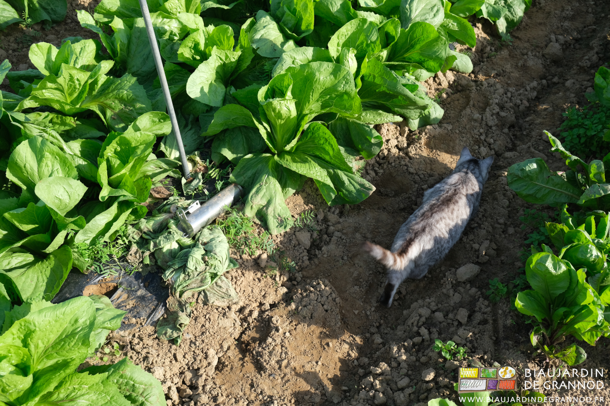 photo de la chatte grise dans le carré de pain de sucre