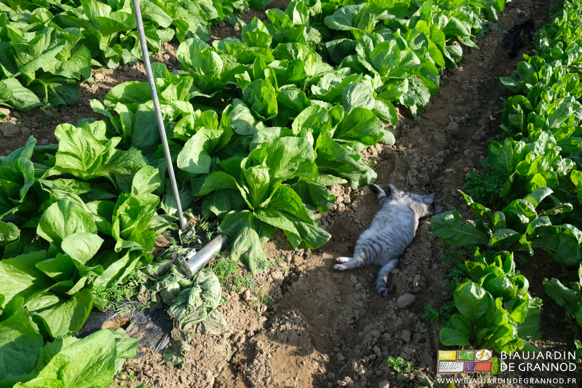 photo de la chatte grise couchée au repos dans l'allée de pain de sucre