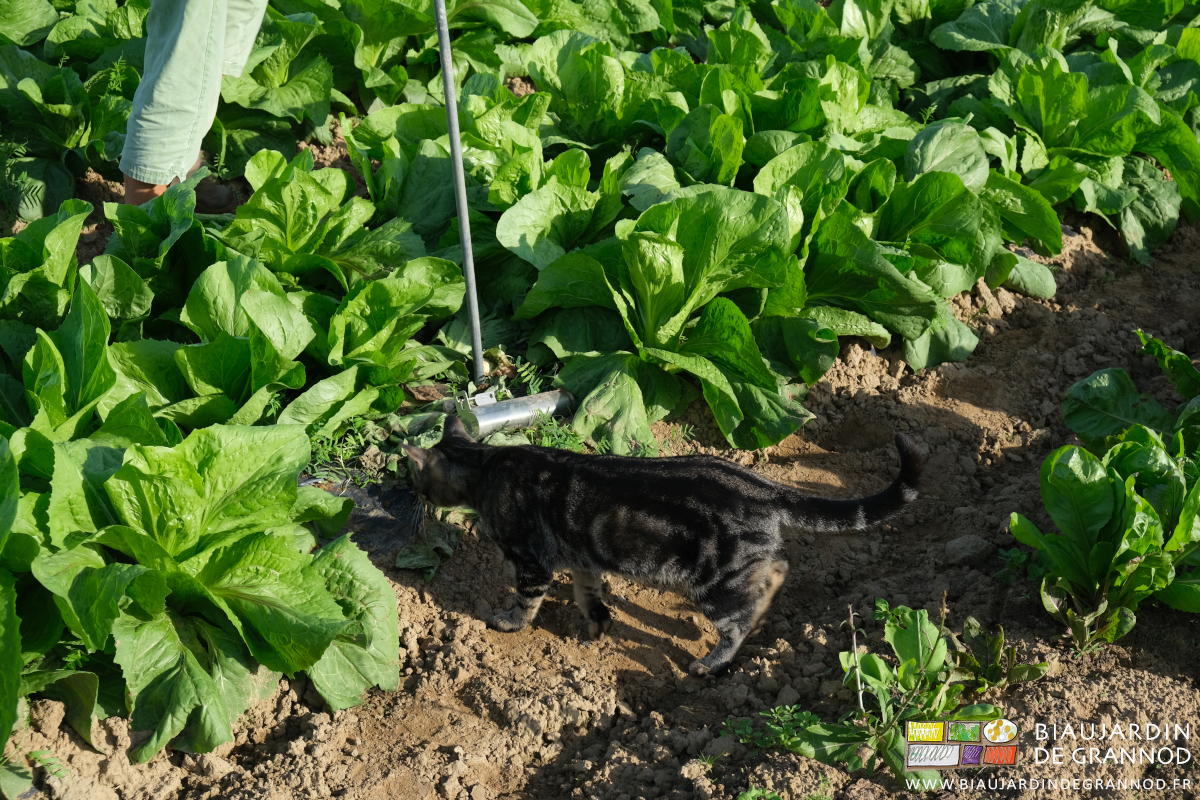 photo d'un chat reniflant une trace de rongeur