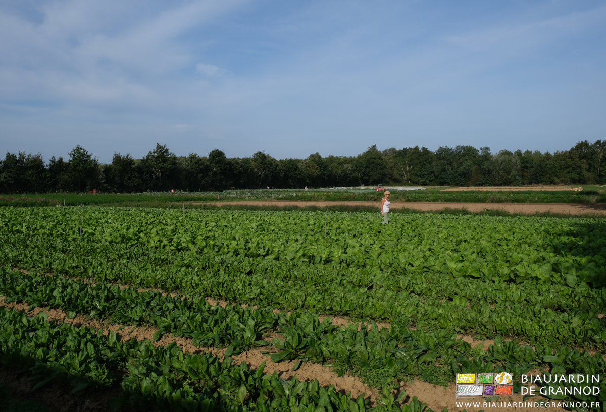 photo d'ensemble du carré de chicorée, la Biau Retraitée en inspection