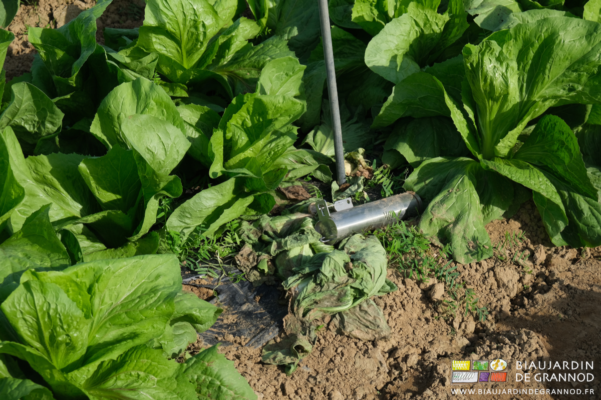 photo de Pain de Sucre morte rongée par le pied