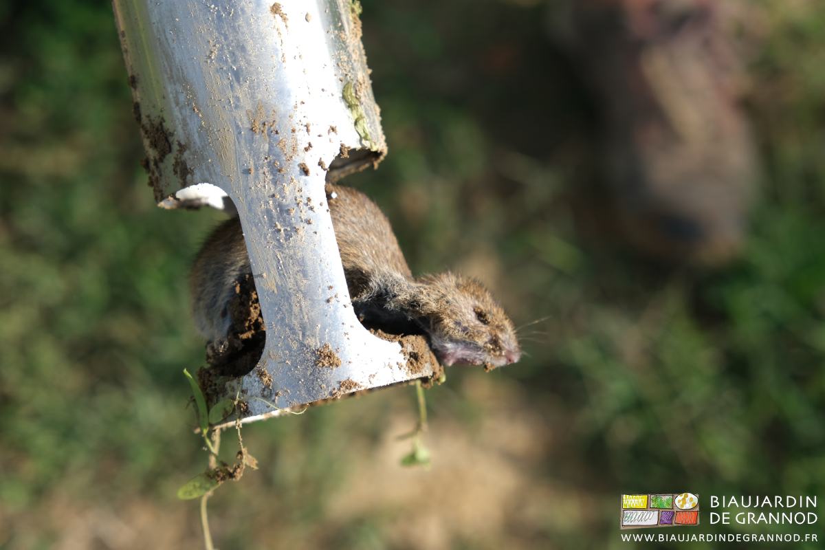 photo de rongeur dans le piège à guillotine