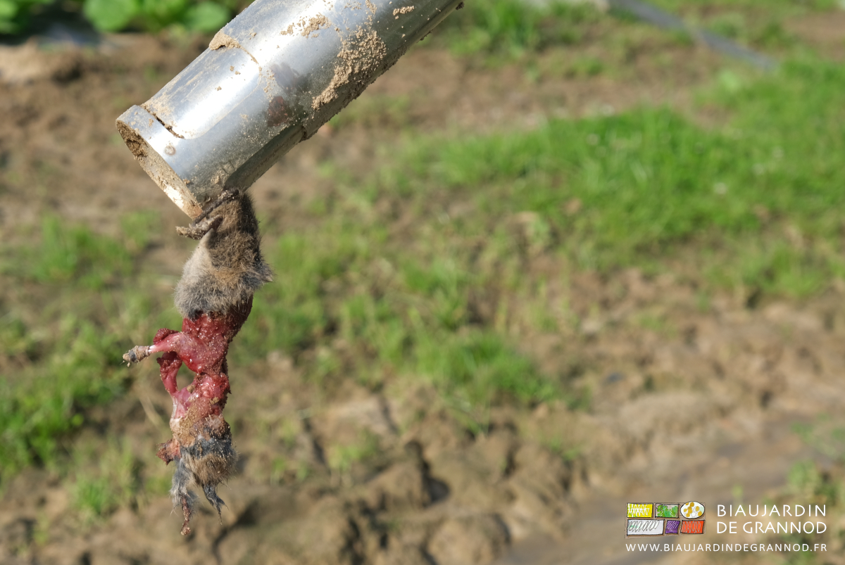 photo d'un rongeur rongé